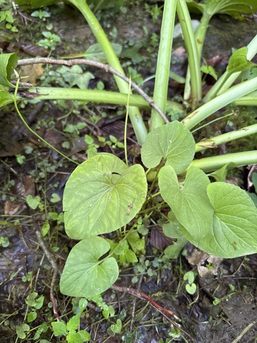 Viola cucullata, photograph 3