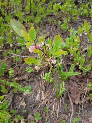 Vaccinium deliciosum, photograph 6