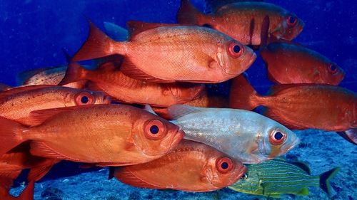 Atlantic bigeye (Priacanthus arenatus) — Priacanthidae