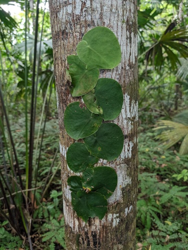 Monstera spruceana, photograph 4