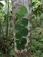 Monstera spruceana, photograph (c) Zac Peterson, some rights reserved (CC BY)