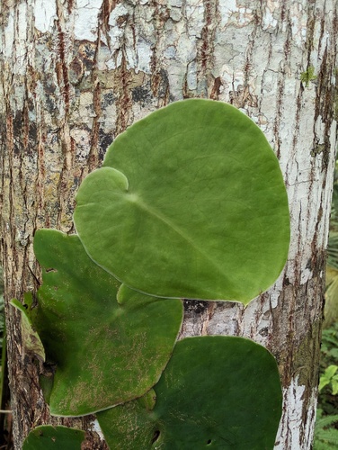 Monstera spruceana, photograph 3