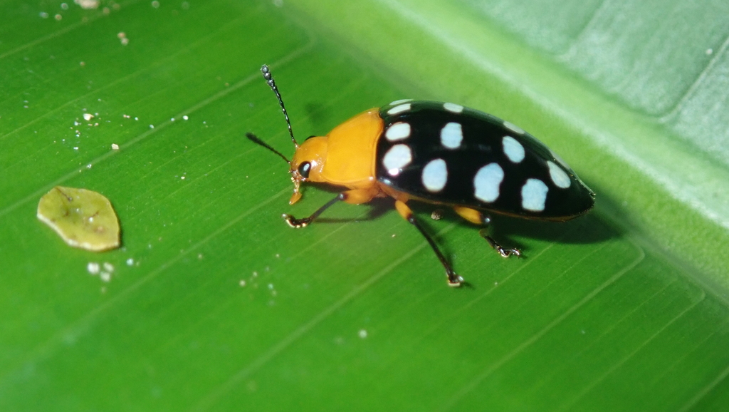 Iphiclus