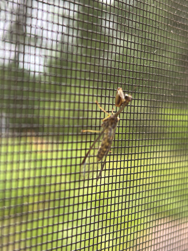 Say's Mantidfly photo 6