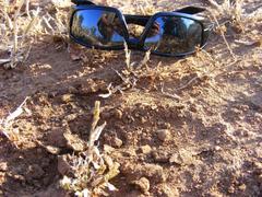 Connochaetes taurinus taurinus