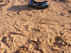 Connochaetes taurinus taurinus