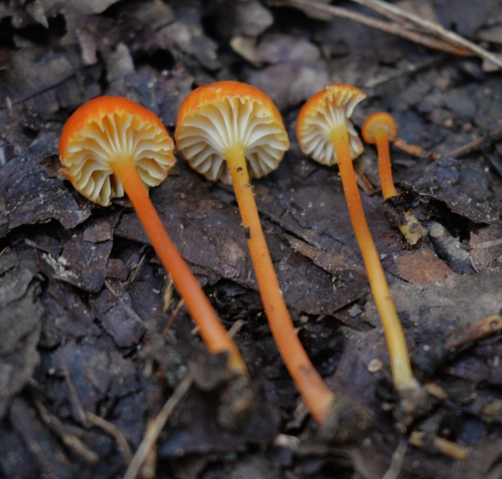 Goblet Waxcap · June 2026 · photo: Photo: (c) Ben Gruhot, some rights reserved (CC BY) · iNaturalist