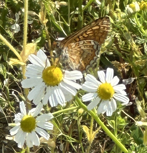 Marsh Fritillary