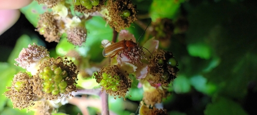 Common Red Soldier Beetle