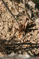 Lichtensteinia obscura