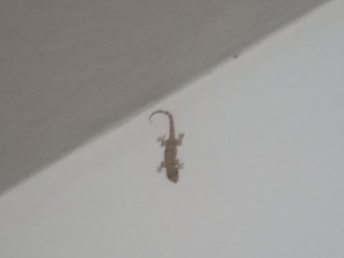 Tropical House Gecko