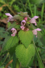 Lamium coutinhoi