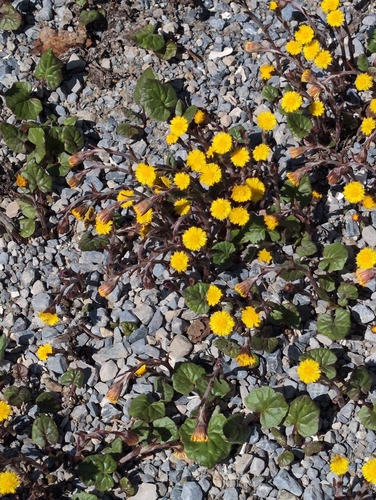 colt's-foot