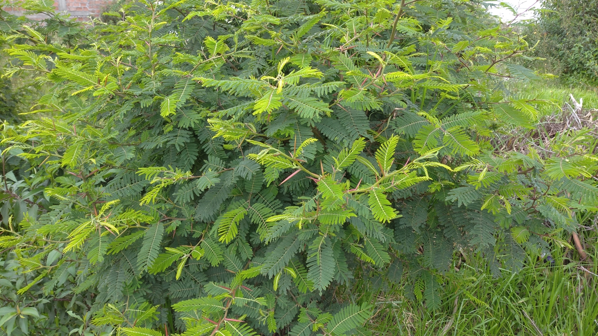 Vachellia macracantha image