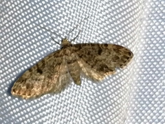 Eupithecia tantillaria