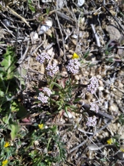 Valerianella pumila