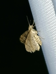 Eupithecia tantillaria