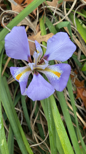 Algerian Iris