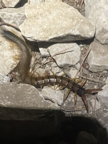 Mediterranean Banded Centipede