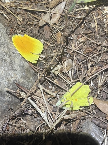 Cleopatra Butterfly