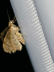 Eupithecia tantillaria