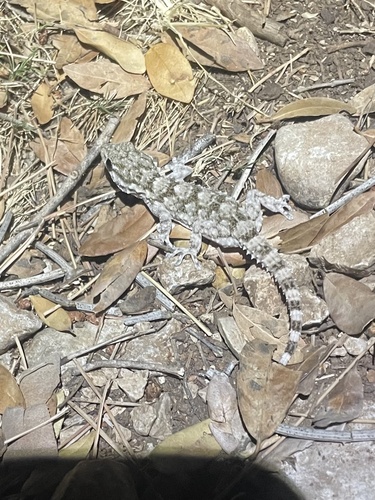 Moorish Gecko