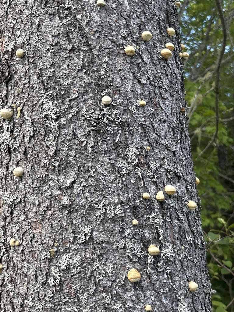 Veiled Polypore · June 2026 · photo: Photo: (c) scaup, some rights reserved (CC BY) · iNaturalist