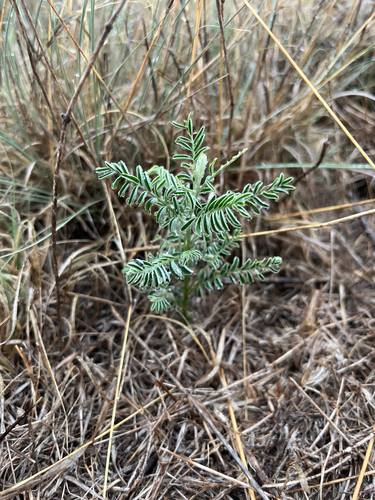 Sophora nuttalliana, 2026-06-23