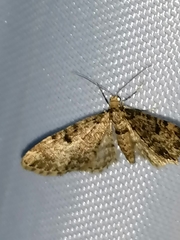 Eupithecia tantillaria