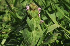 Lamium coutinhoi