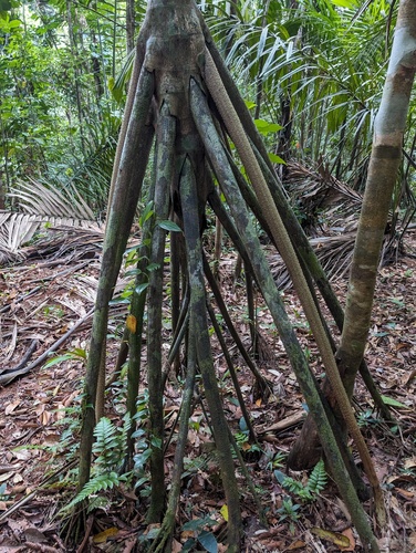 Socratea exorrhiza, photograph 5