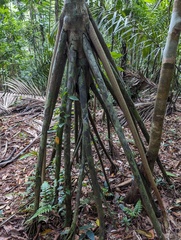 Socratea exorrhiza, photograph (c) Zac Peterson, some rights reserved (CC BY)