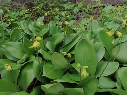 bluebead lily
