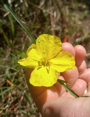 Calylophus