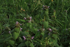 Lamium coutinhoi