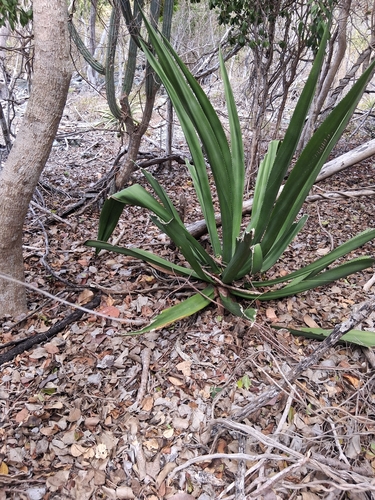 Agave missionum