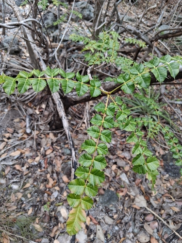Comocladia dodonaea, photograph 4