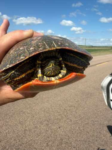 Western Painted Turtle