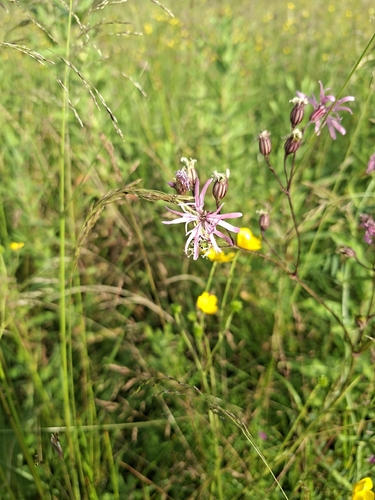 Silene flos-cuculi (Silene flos-cuculi)