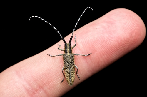 Golden-bloomed Longhorn Beetle