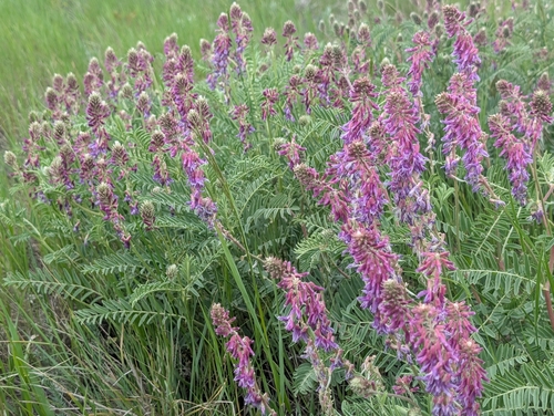 Two-grooved Milkvetch