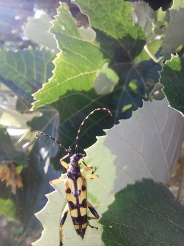 Spotted Longhorn Beetle