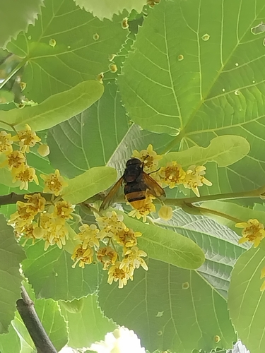 Hornet Mimic Hover Fly