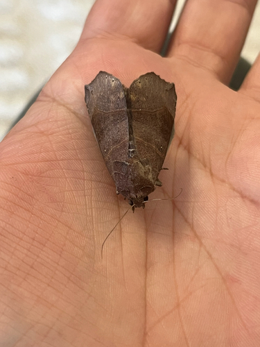 Bastilla hamatilis