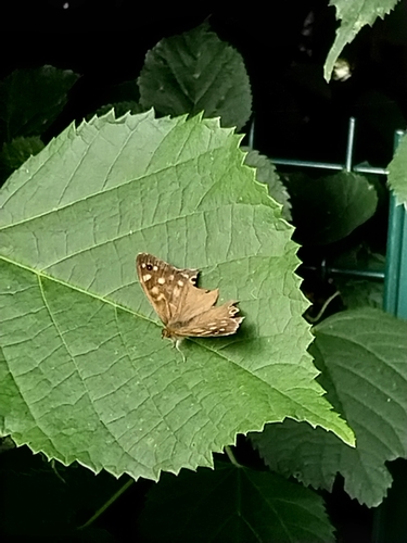 Speckled Wood