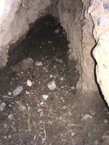 iNaturalist observation photo of Burrowing Owl
