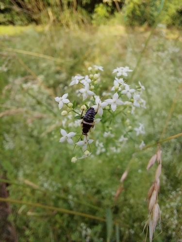 Variable Cockroach