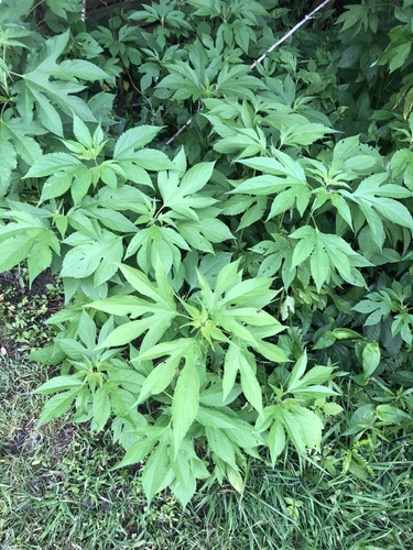 giant ragweed