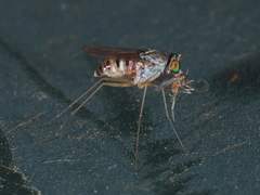 Dactylomyia lateralis