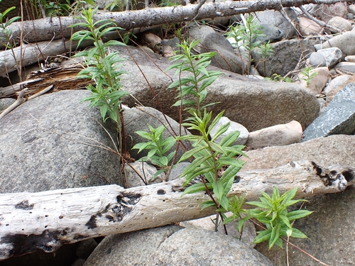 fireweed